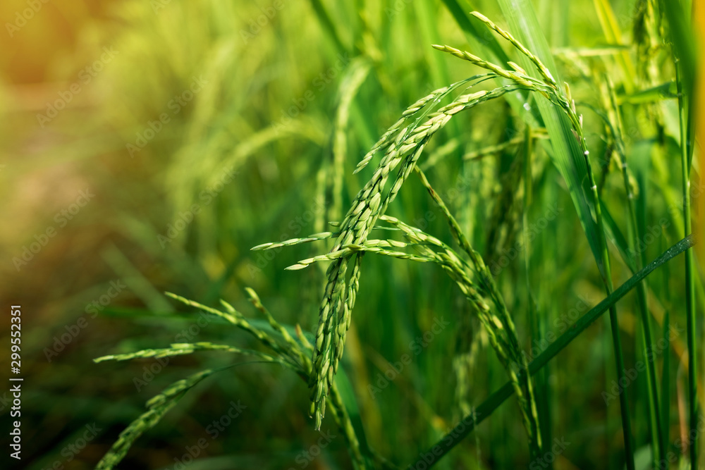 Rice in the field waiting for harvest Chiang Mai Thailand for the designs decoration and background Rice in the field waiting for harvest Chiang Mai Thailand for the designs decoration and background