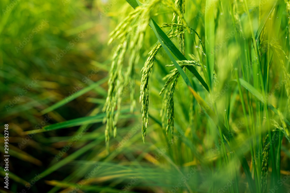 Rice in the field waiting for harvest Chiang Mai Thailand for the designs decoration and background Rice in the field waiting for harvest Chiang Mai Thailand for the designs decoration and background