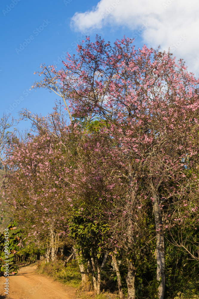 pink blossom of sukura flowers in Thailand