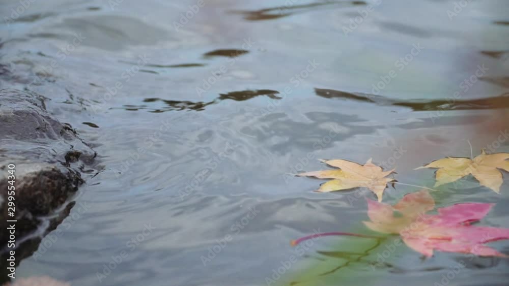 yellow and red maple leaves fall into the water yellow and red maple leaves fall into the water