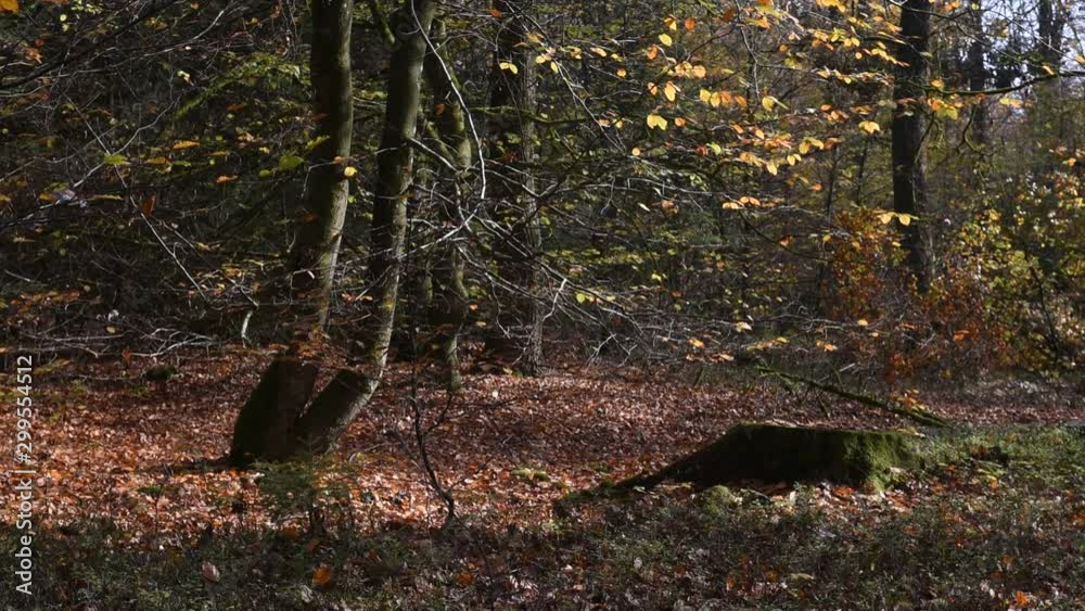 automne climat automnal saison bois foret
