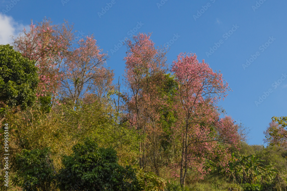 pink blossom of sukura flowers in Thailand pink blossom of sukura flowers in Thailand