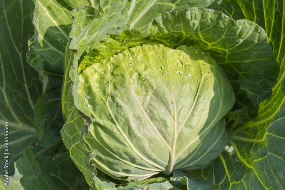 cabbage cabbage