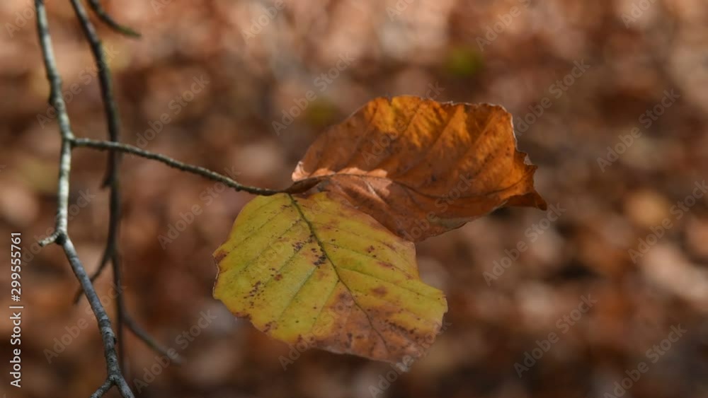 automne climat automnal saison bois foret automne climat automnal saison bois foret