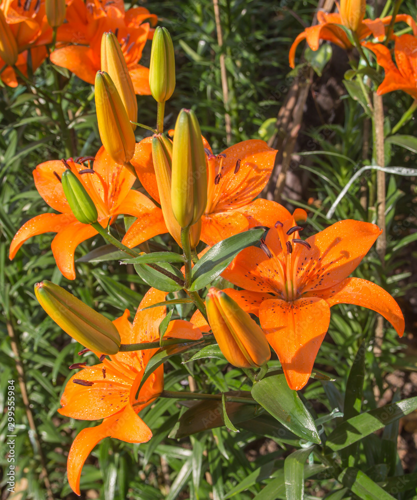Lily Lily