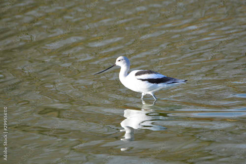 American Avocet bird