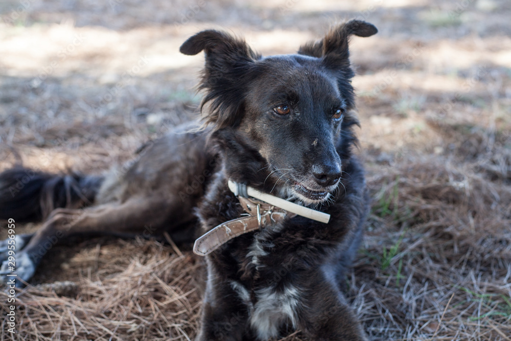 Perro con mosca en la nariz