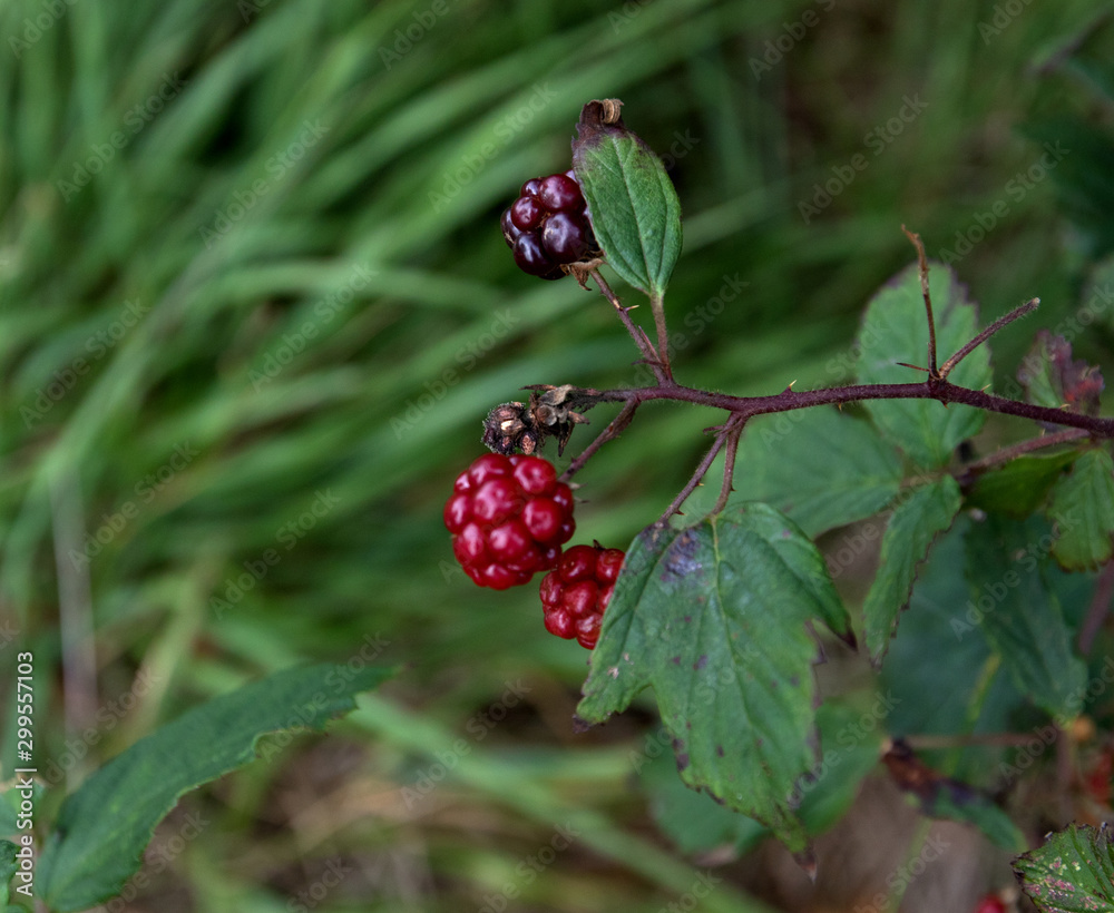 nahansicht von wilden brombeeren im moor in herzlake deutschland nahansicht von wilden brombeeren im moor in herzlake deutschland