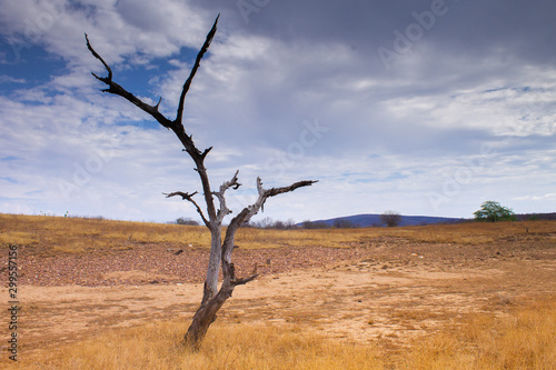 Burned tree in a drought camp in the interior of Brazil at the state of Piauí, drought and poor region under a dramatic and gray sky