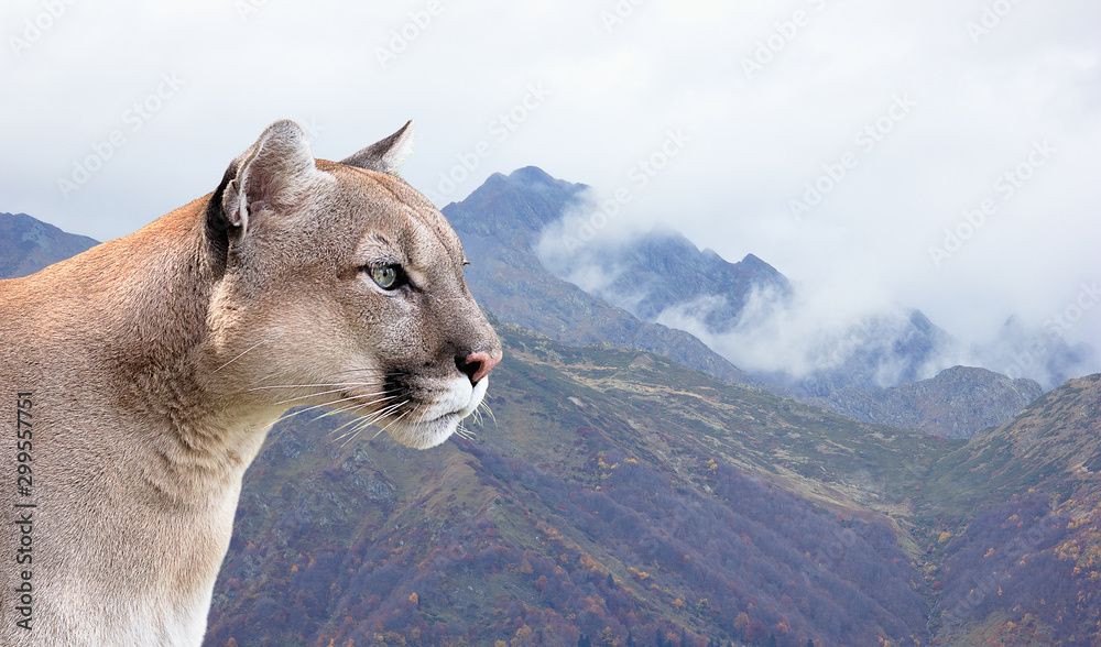 Naklejka premium canadian cougar, mountain lion on a background of forest and mountains
