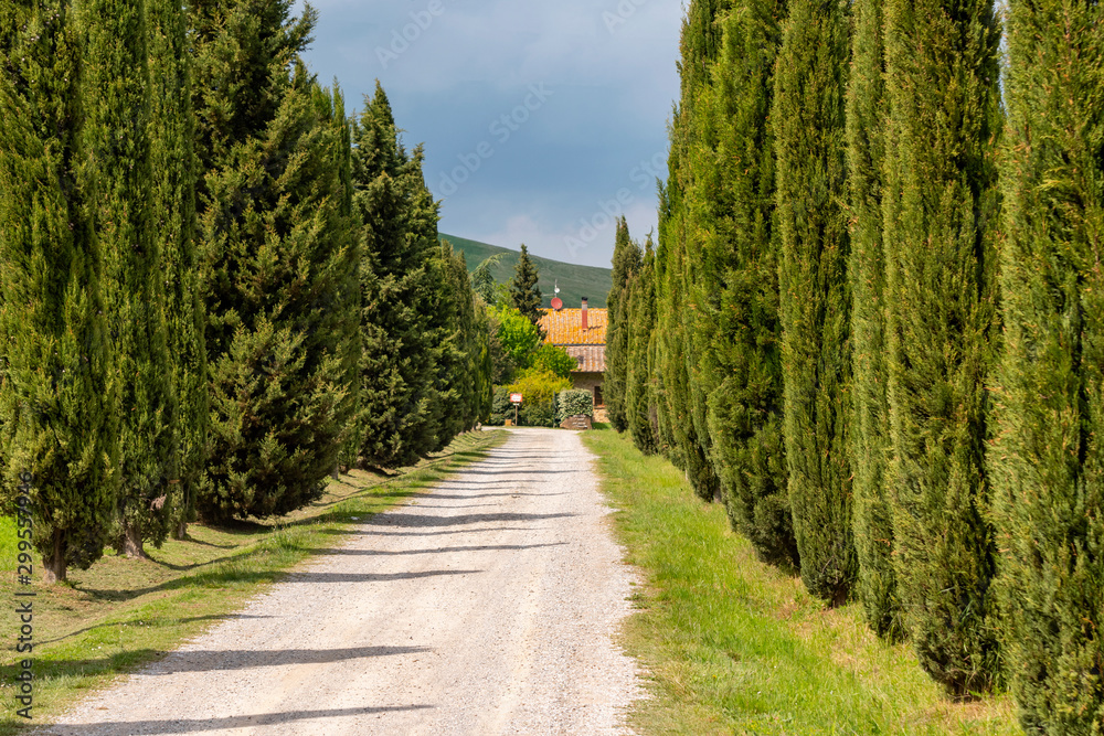 Italian cypress trees rows and a white road rural landscape near Siena, Tuscany, Italy.