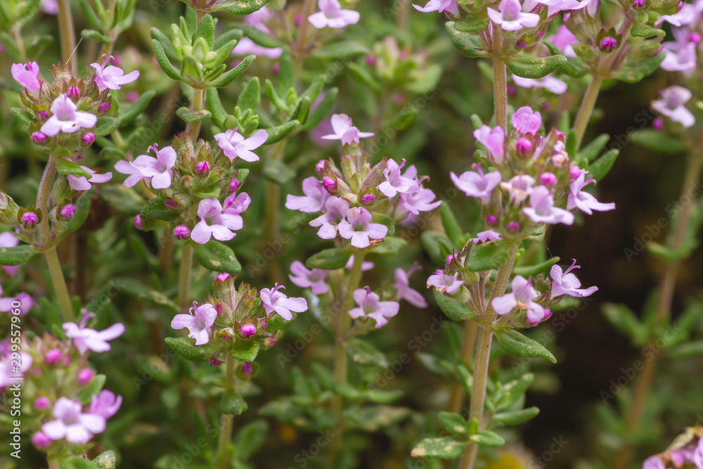 Thymus aromatic plant flowers detail