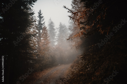 Forststraße im Nebel