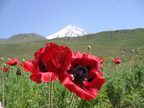 The snow-capped Damavand volcano is the highest peak of the Elburs mountain range in Iran. Poppy-symbol of sleep, fertility, death, blood dead warriors, a talisman from evil forces, June 2007. photo