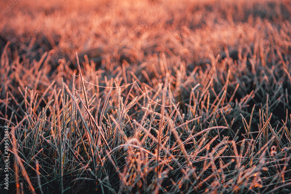 Beautiful wild nature meadow with frozen grass and flowers on a winter morning with golden sunrise light and colorful rainbow waterdrop reflections. Idyllic nature landscape 
