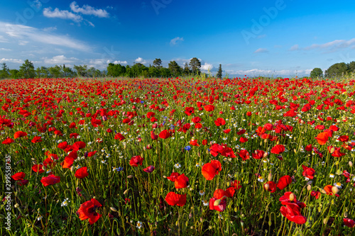 Spring Meadow Filled with Poppies, Pienza, Val d'Orcia, Tuscany, Italy. © GISTEL