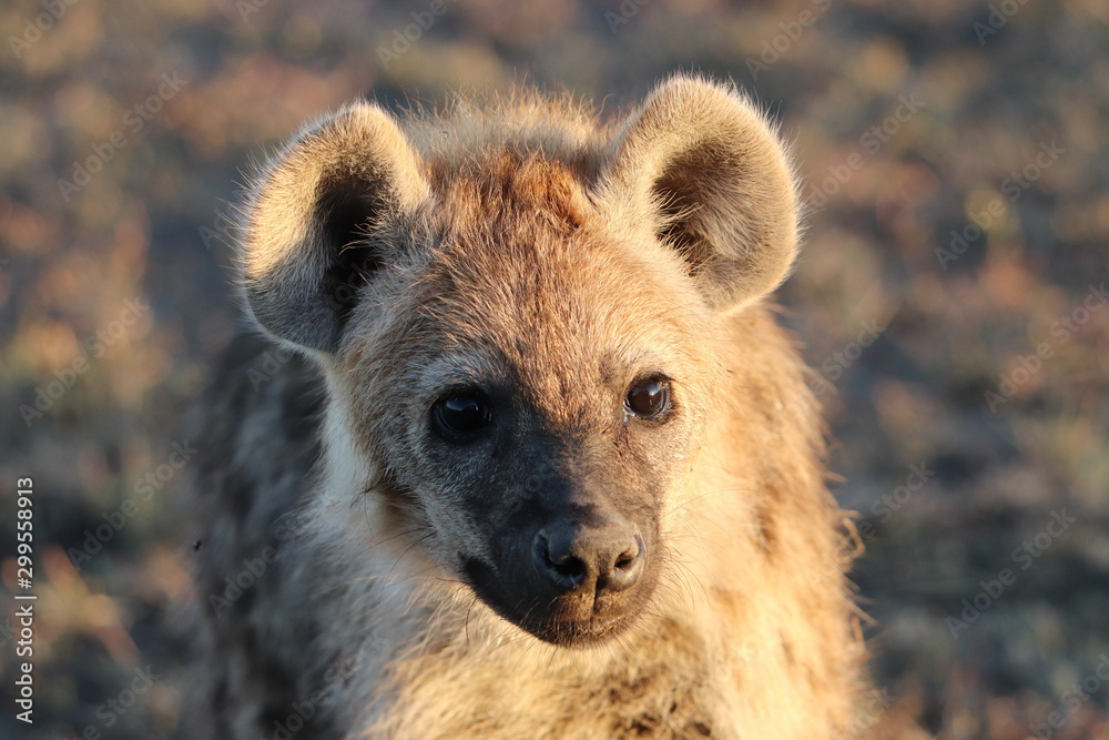 Young spotted hyena (crocuta crocuta) face closeup. Young spotted hyena (crocuta crocuta) face closeup.