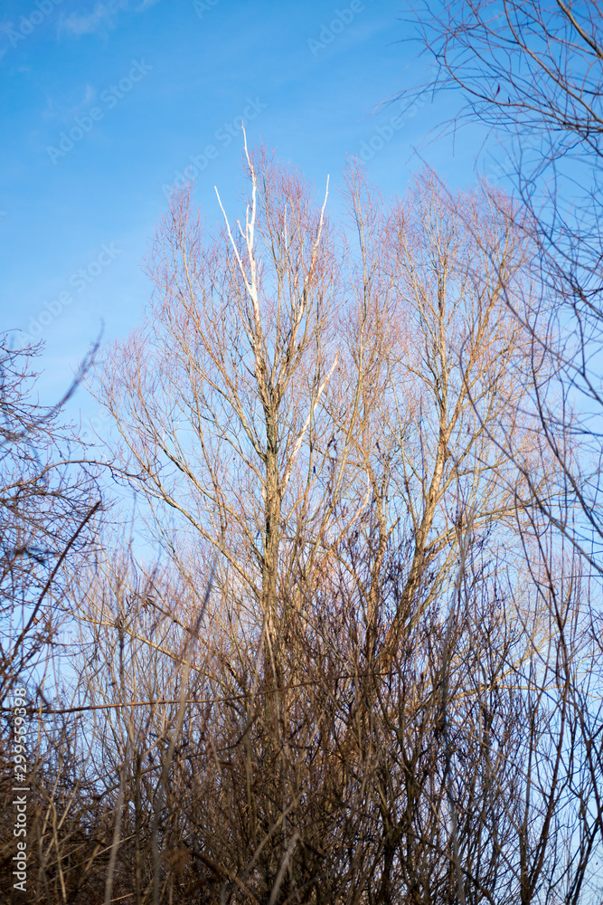 branches of tree in winter with blue sky and clouds branches of tree in winter with blue sky and clouds
