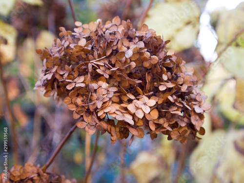 Dry autumn hydrangea in the garden