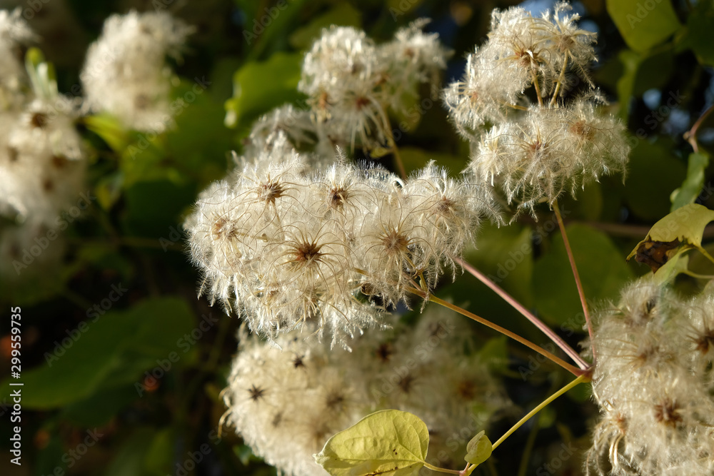 blooming white flower in the autumn in the garden blooming white flower in the autumn in the garden