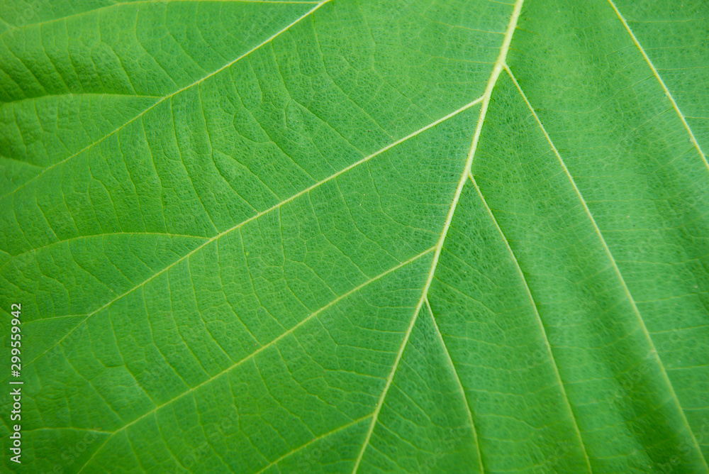 texture of green leaf texture of green leaf