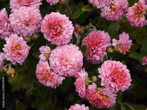 Pink lush chrysanthemums in the garden