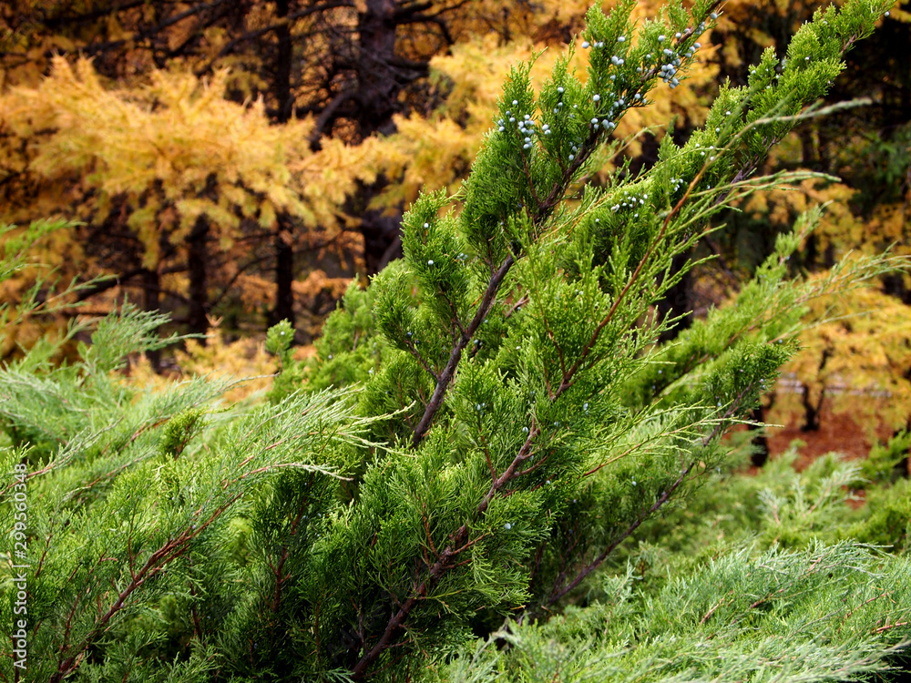 Green thuja with blue fruits in the autumn forest Green thuja with blue fruits in the autumn forest