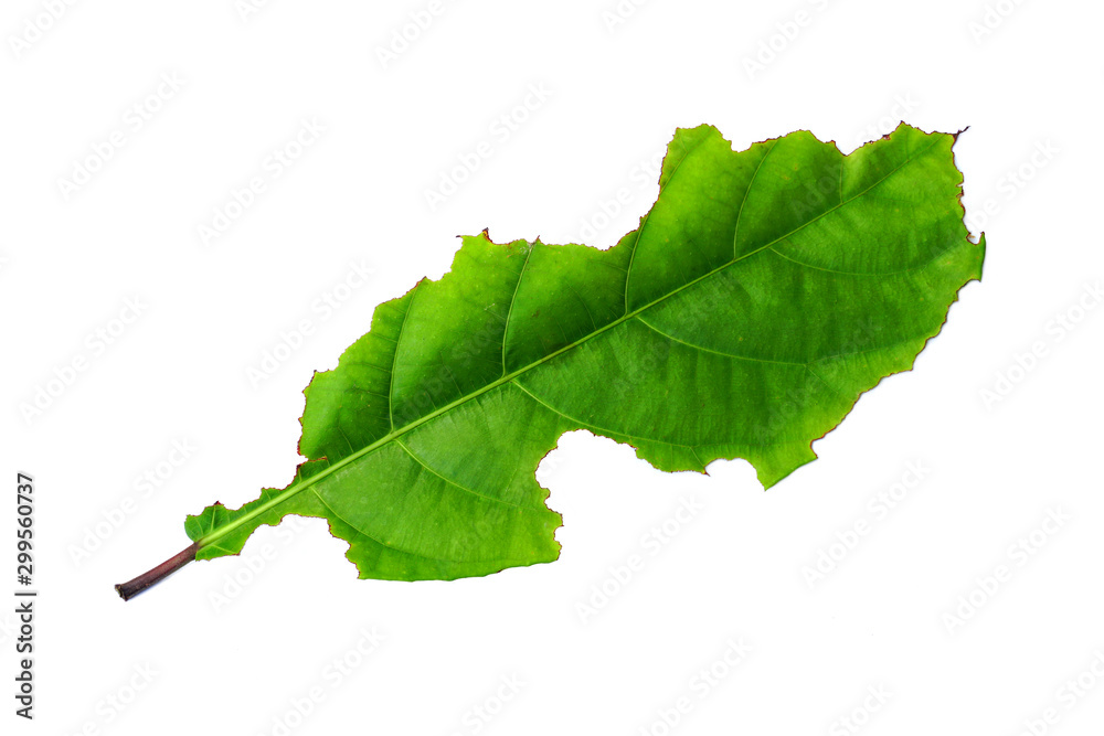 Fototapeta premium Green leaves are eaten by worms, Leaf with holes, eaten by pests isolated on white background