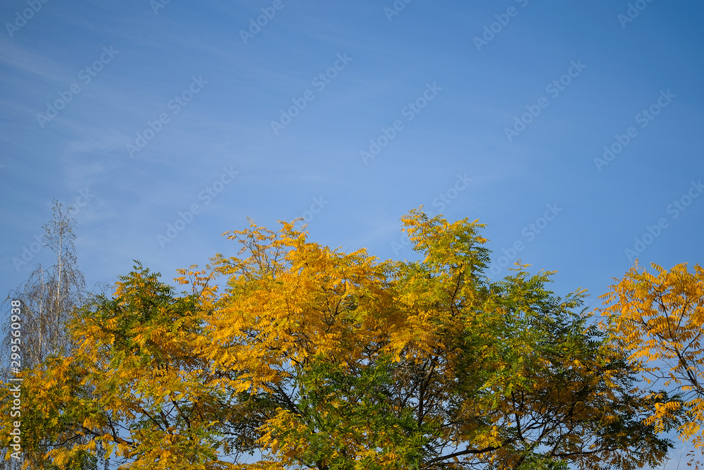 yellow tree in autumn