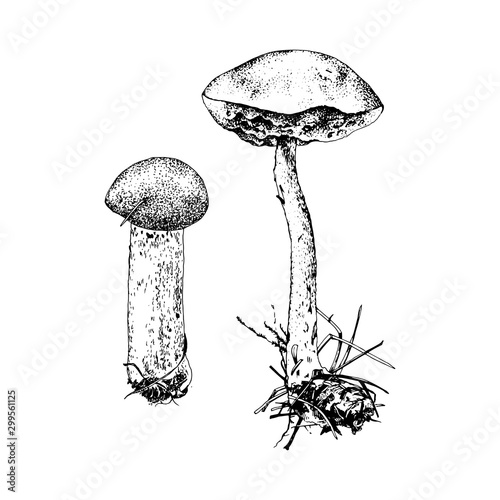 Hand drawn birch bolete mushroom