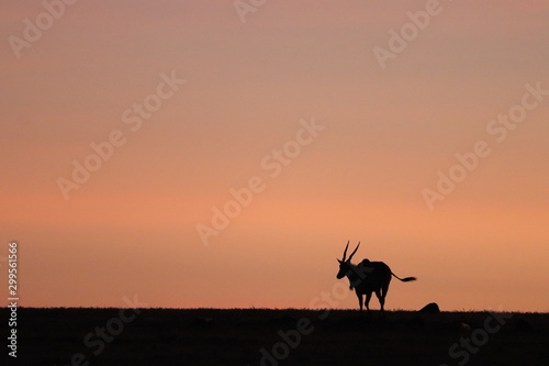 Silhouettes of elands in the evening light. photo