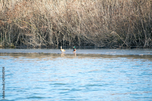 two ducks on the river photo