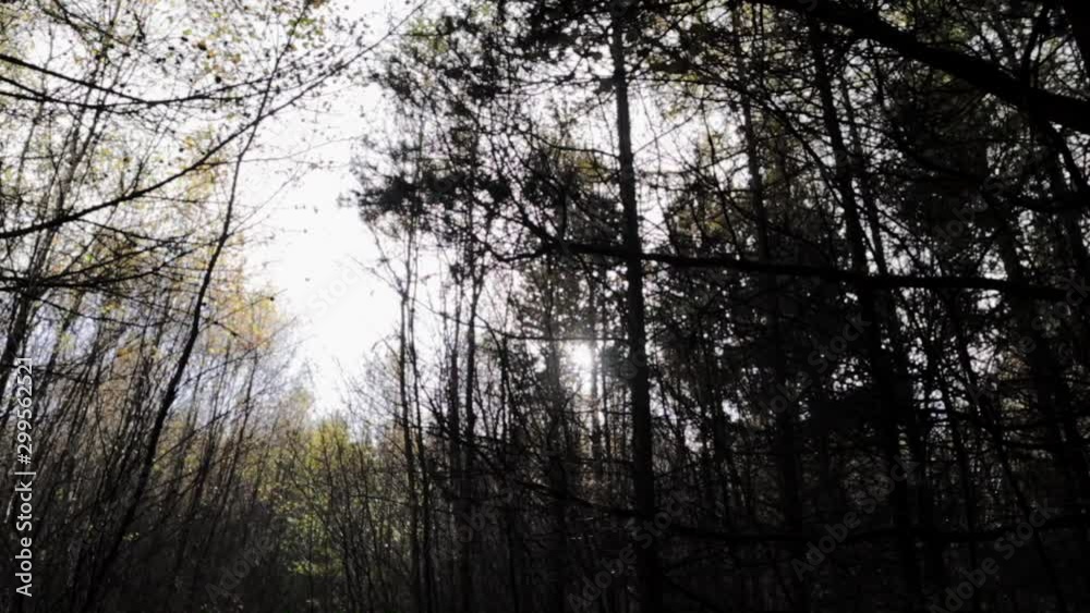 Sunlight through the tree in forest Sunlight through the tree in forest