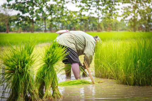 Farmers are planting rice in the rice fields according to the season of planting.
