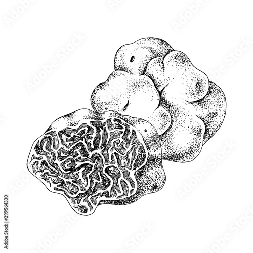 Hand drawn white truffle or tuber magnatum