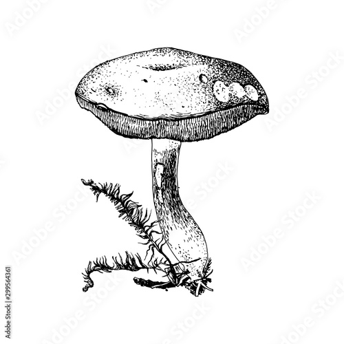 Hand drawn xerocomus subtomenteux mushroom