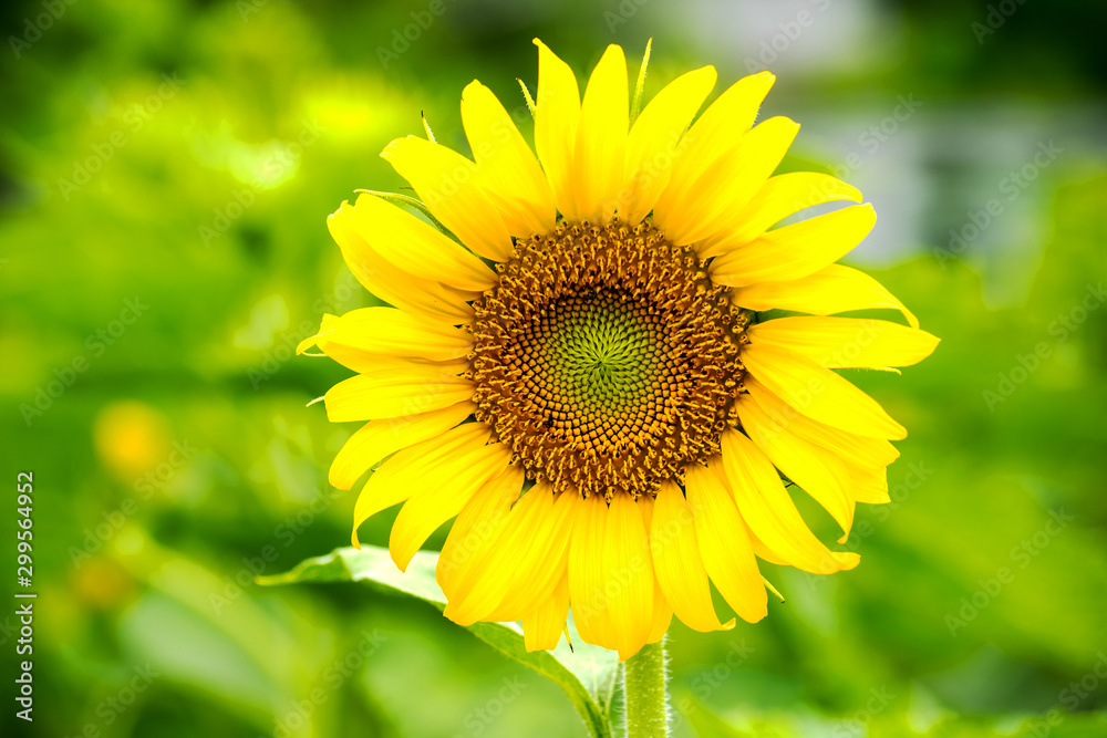 The Sunflower blossom in the morning, in the fresh air, feel the freshness The Sunflower blossom in the morning, in the fresh air, feel the freshness