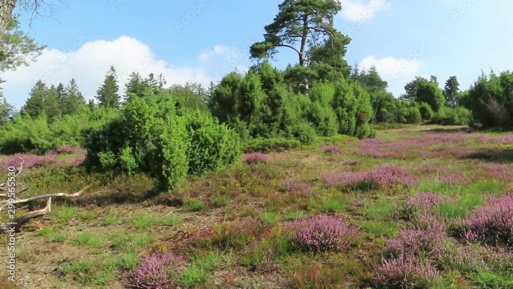 Heather blossom in Eifel region of Germany. Heather blossom in Eifel region of Germany.