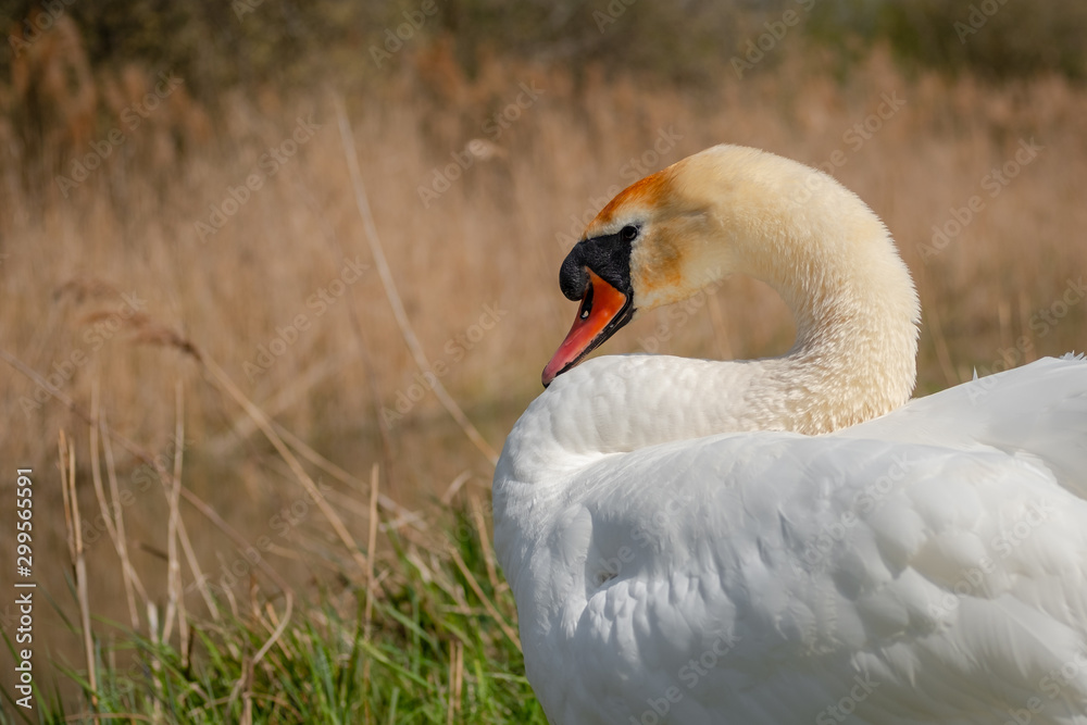 Obraz premium Majestic adult Swan seen resting by an inland waterway in late spring. One of a number of breeding pairs, she is located in a famous wildlife reserve.