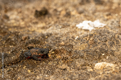 Maldonada redbelly toad - Melanophryniscus moreirae