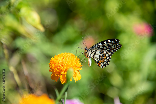 Buttery on the marigold flower © fri9thsep