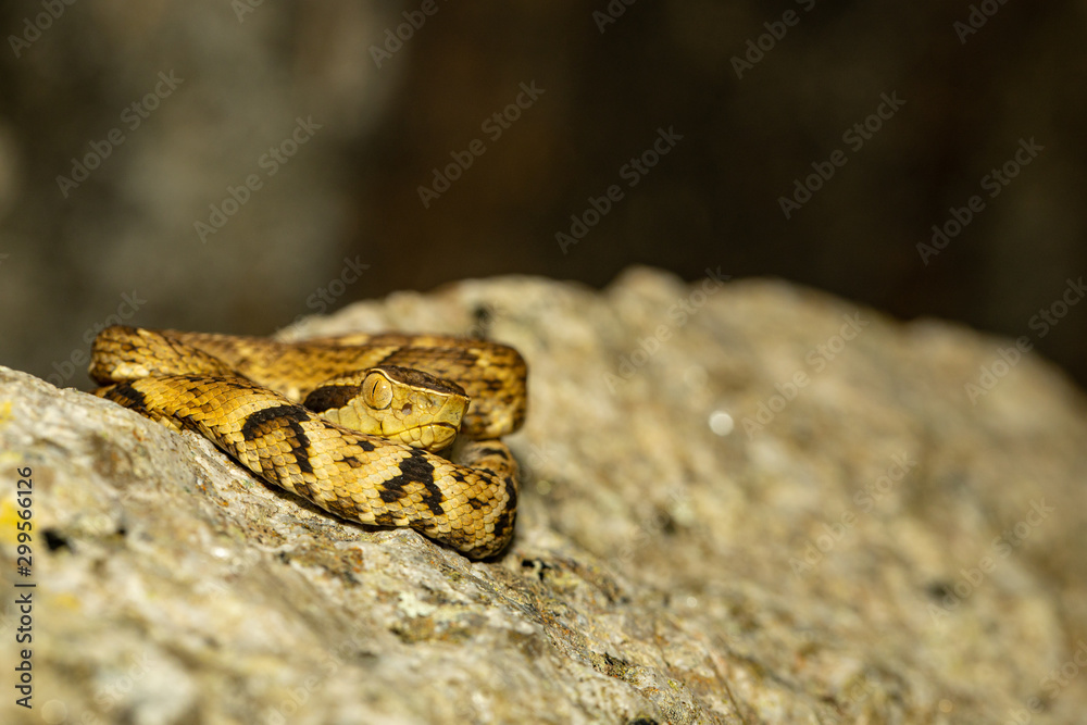 Fototapeta premium Immature jaracara snake in ambush position - Bothrops jaracara