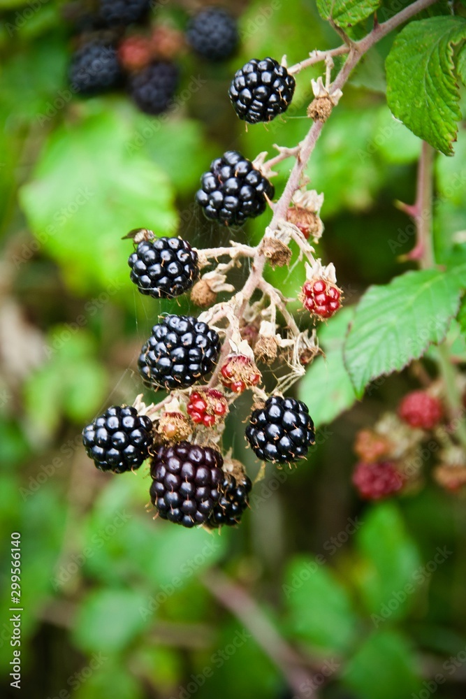 Blackberries in the Hedgerow Blackberries in the Hedgerow