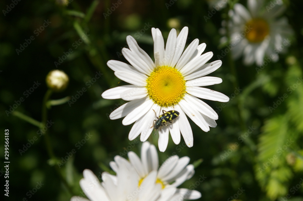 Fototapeta premium Bug on Flower