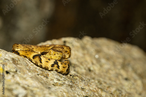 Immature jaracara snake in ambush position - Bothrops jaracara