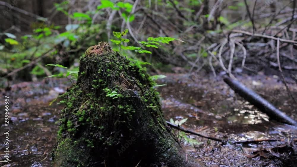Old rotting tree stump with young plants in pool in forest shallow depth of field