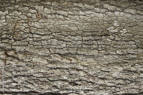 old wood background