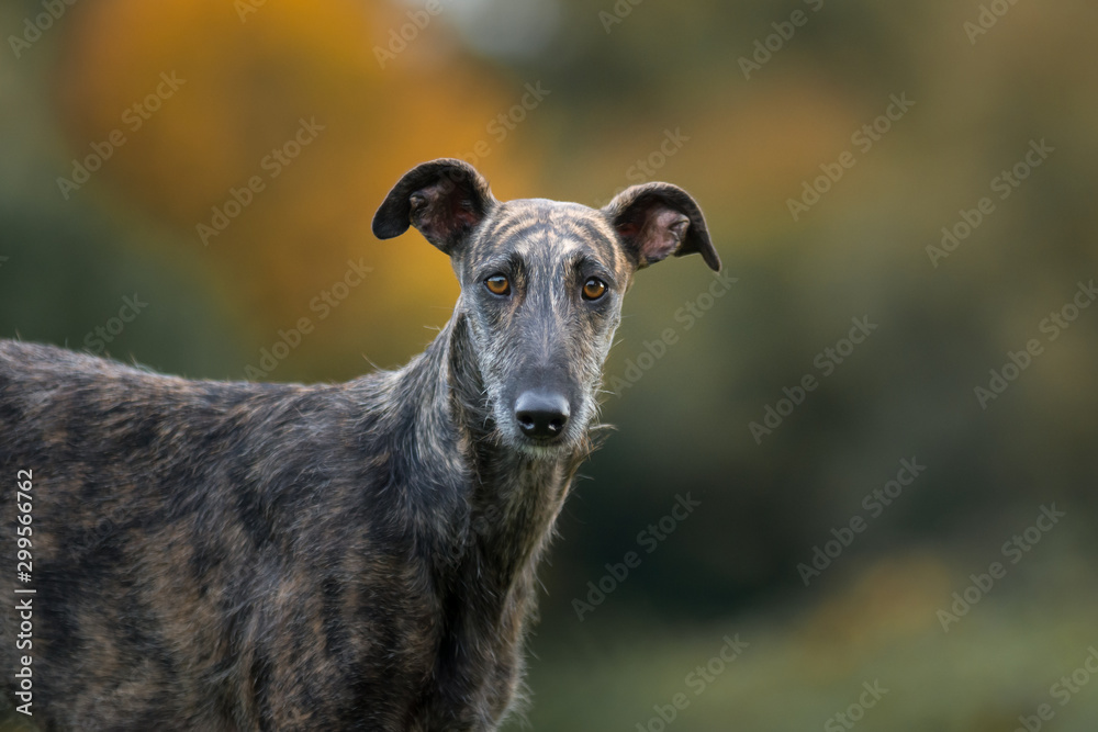 Rauhaar Galgo Portrait Rauhaar Galgo Portrait