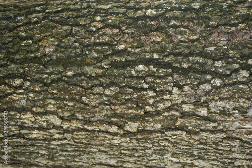 old wood background