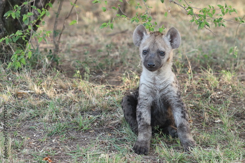 Spotted hyena cub (crocuta crocuta) in the african savannah.